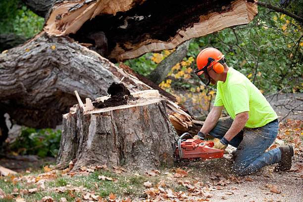 Tree and Shrub Care in Brockton, MA