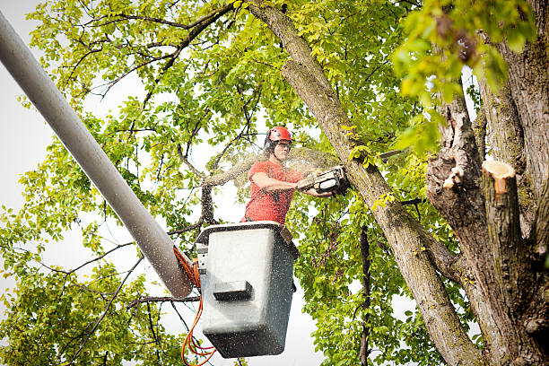 Trusted Brockton, MA Tree Care Services Experts